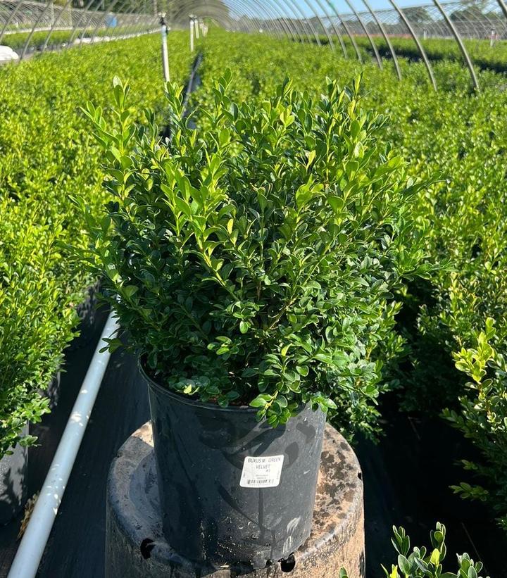 Buxus microphylla var. japonica Green Velvet