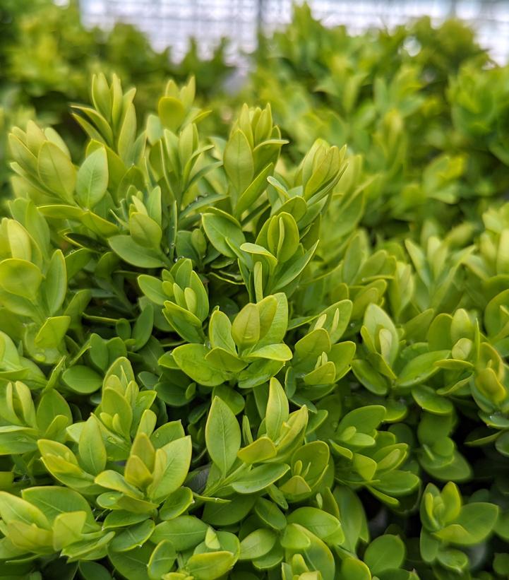 Buxus microphylla var. japonica Green Velvet