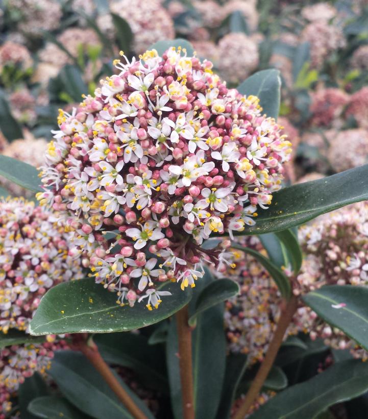 Skimmia japonica 