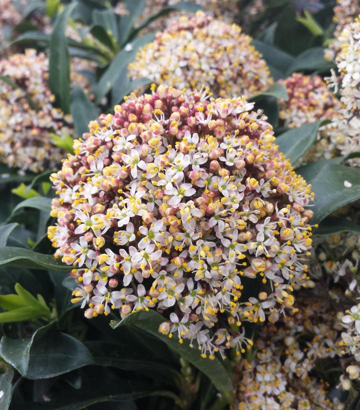 Skimmia japonica 