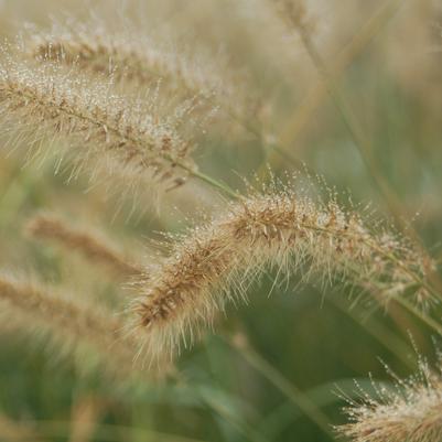 Pennisetum alopecuroides Hameln