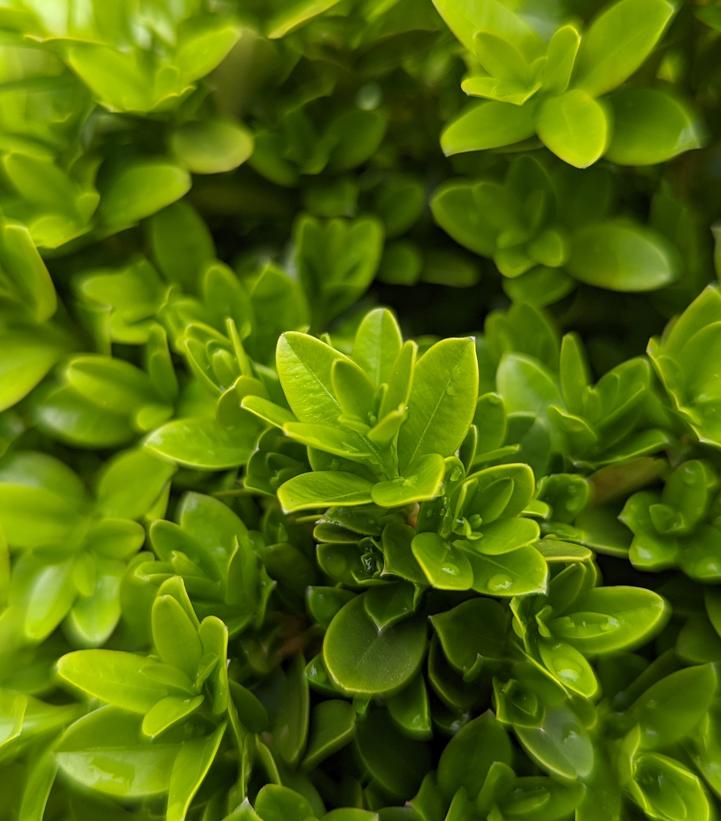 Buxus microphylla 'Tide Hill'