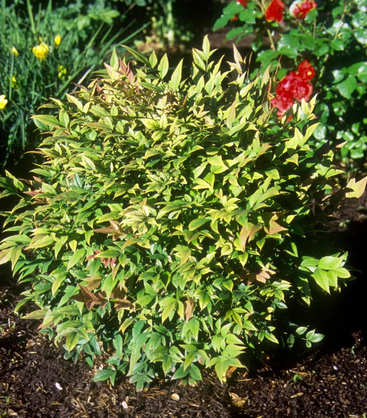 Nandina dom. Gulf Stream