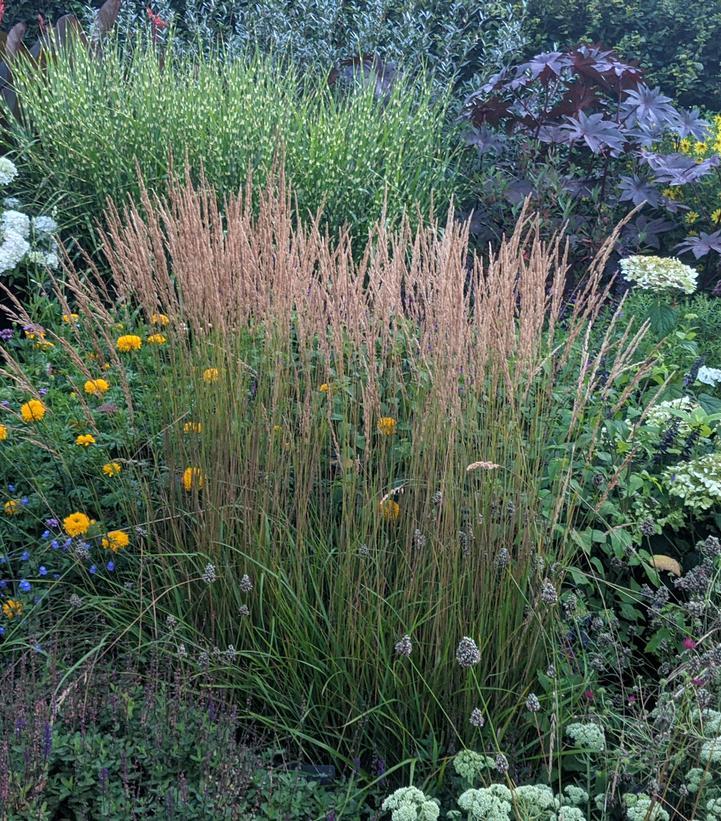 Calamagrostis a. Karl Foerster