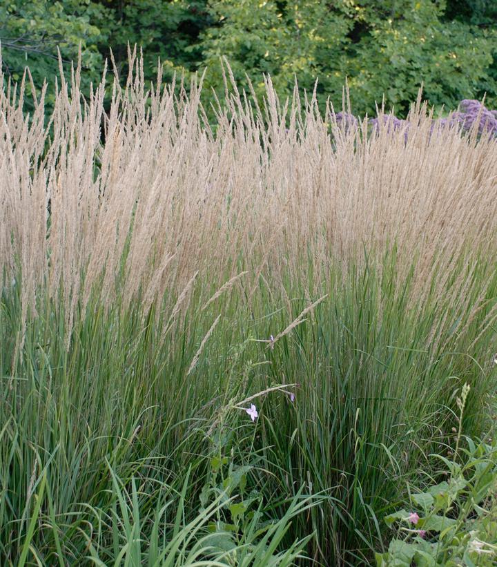 Calamagrostis a. Karl Foerster