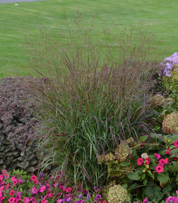 Panicum virgatum PRAIRIE WINDS® Cheyenne Sky