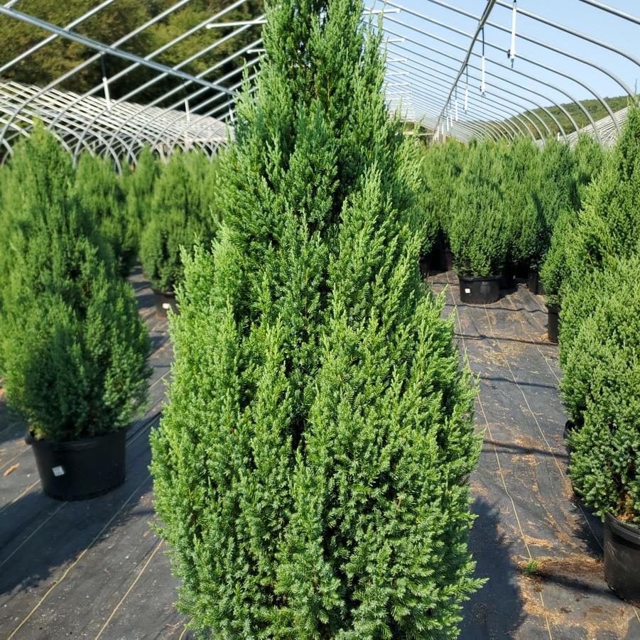 Juniperus chinensis Blue Point