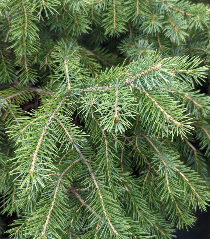 Picea omorika 