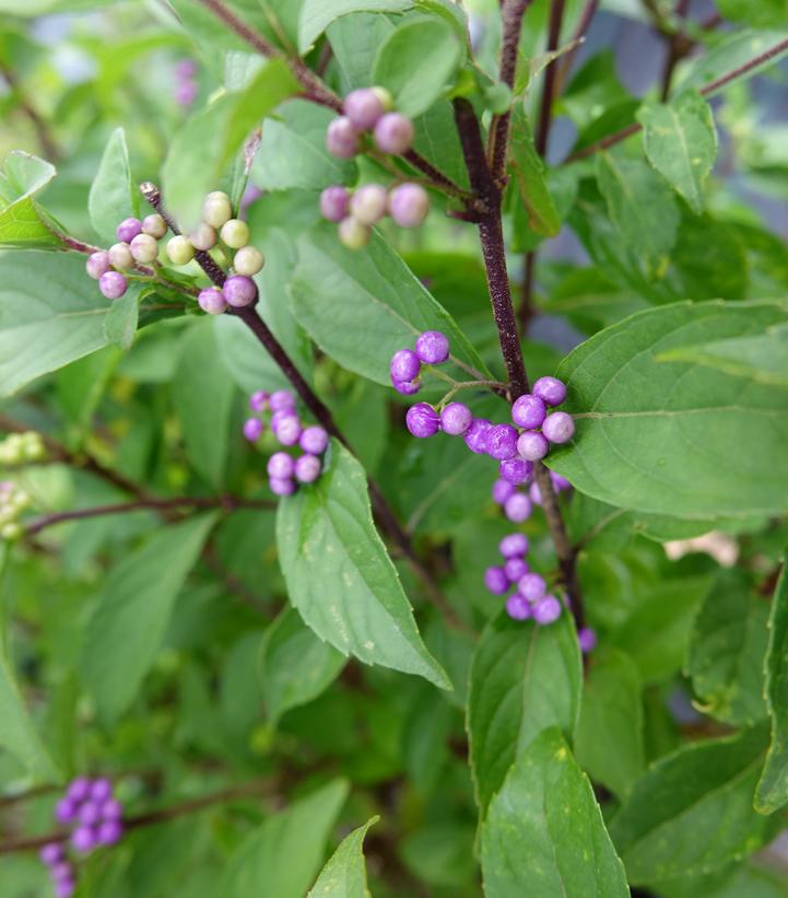 Callicarpa dich. Early Amethyst