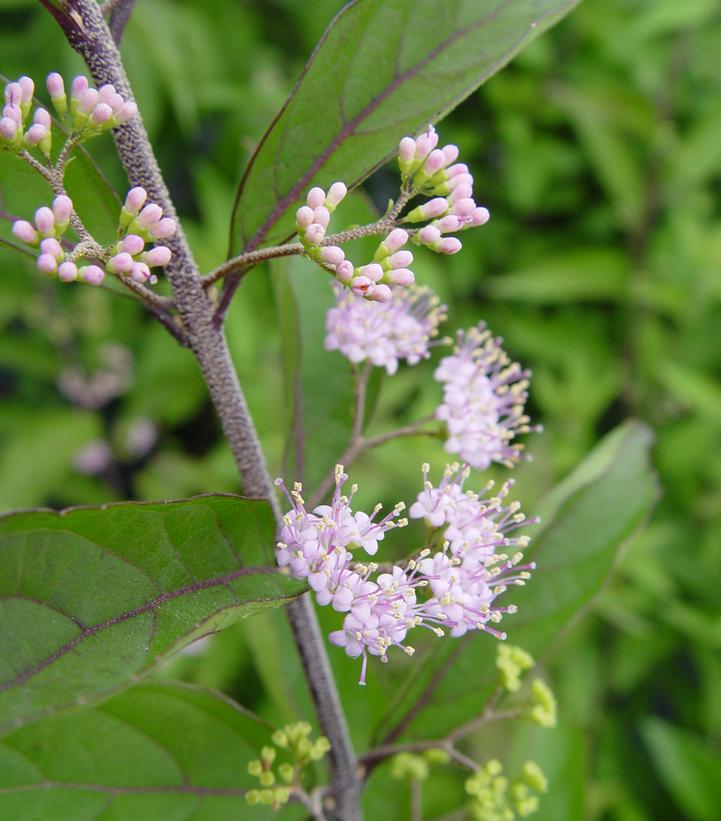 Callicarpa dich. Early Amethyst