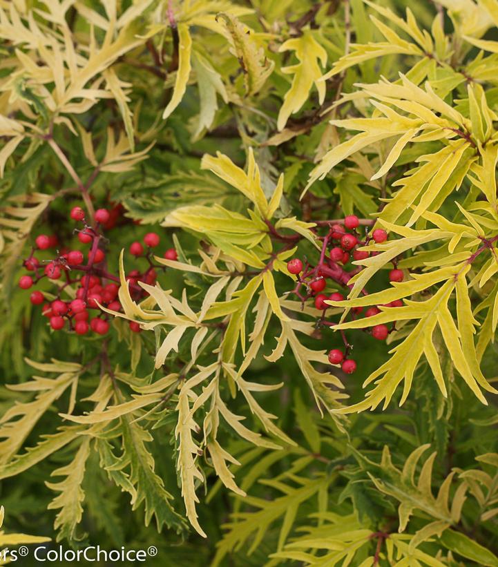 Sambucus Lemony Lace®