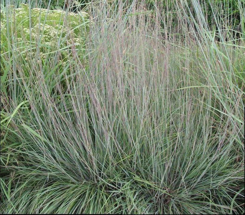 Schizachyrium scoparium Blue Heaven®