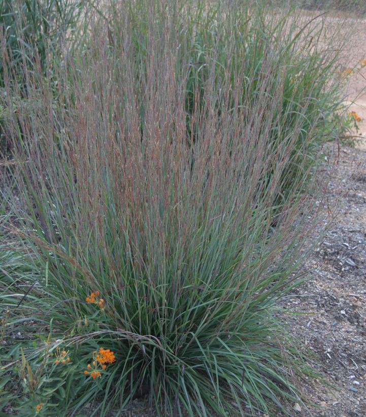 Schizachyrium scoparium Blue Heaven®