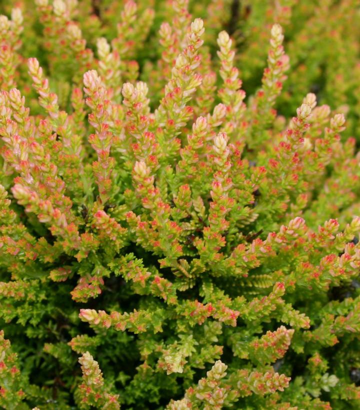 Calluna vulgaris Winter Chocolate