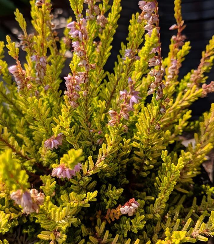 Calluna vulgaris Winter Chocolate