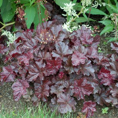 Heuchera Obsidian