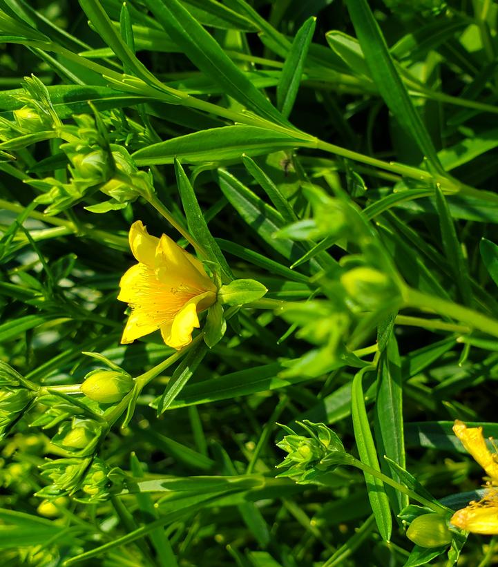 Hypericum kalmianum Gemo