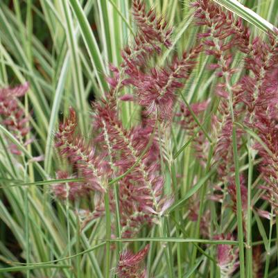 Pennisetum orientale Karley Rose