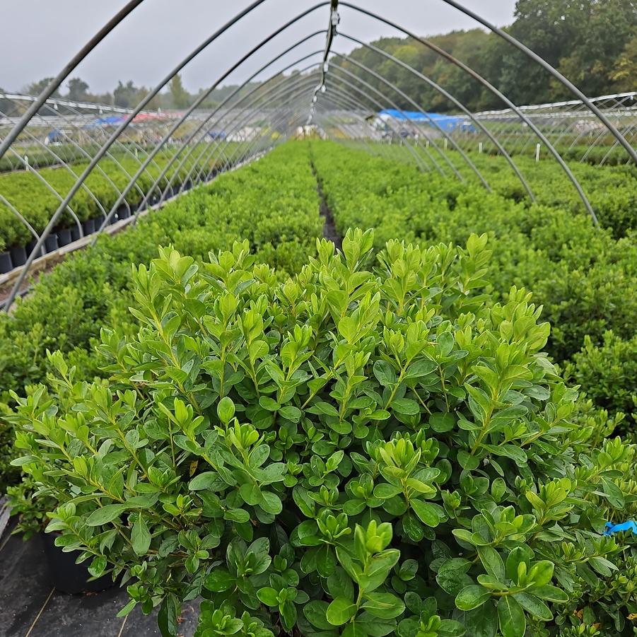 Azalea Delaware Valley White