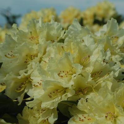 Rhododendron Capistrano