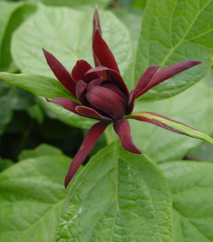 Calycanthus floridus 