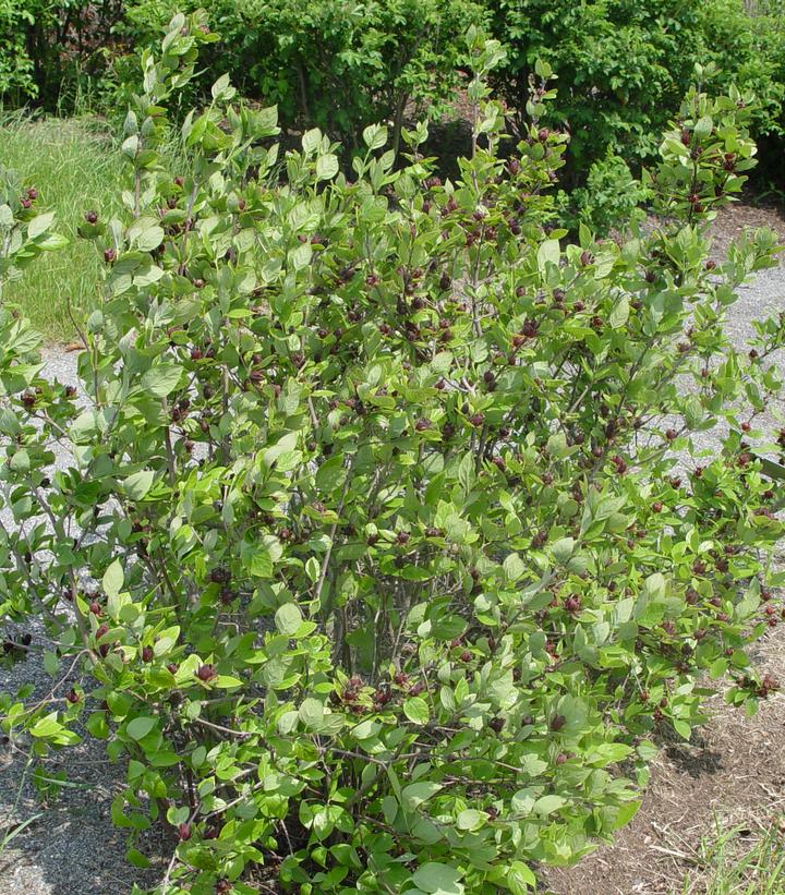 Calycanthus floridus 