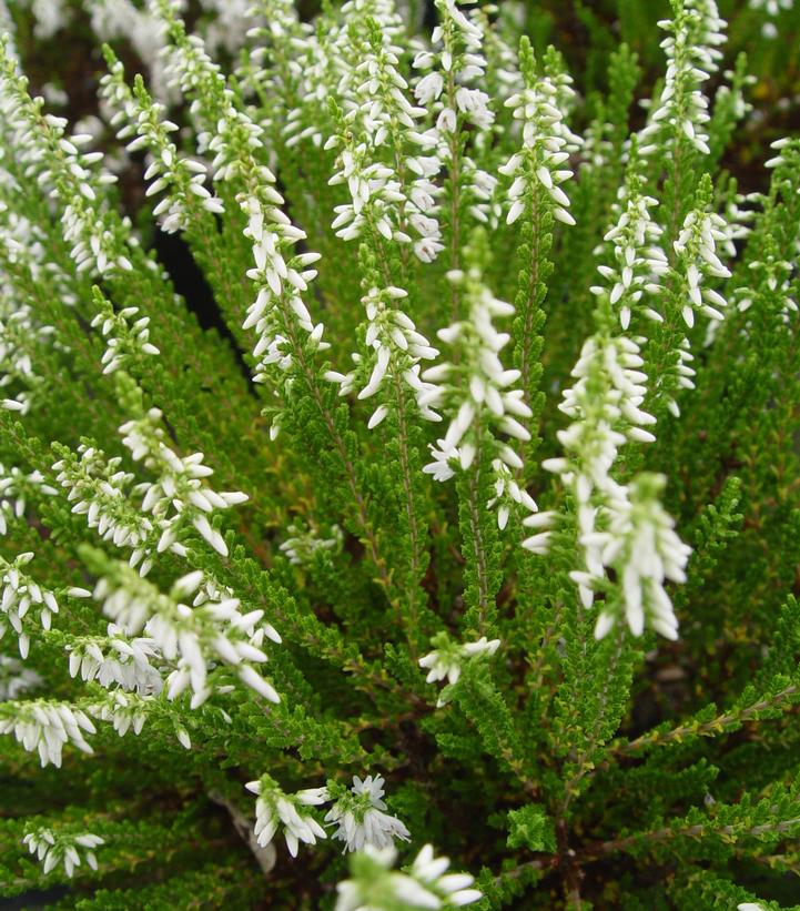 Calluna vulgaris Maires