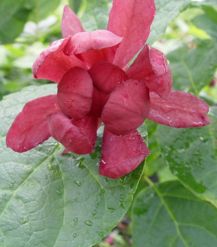 Calycanthus r. Hartlage Wine