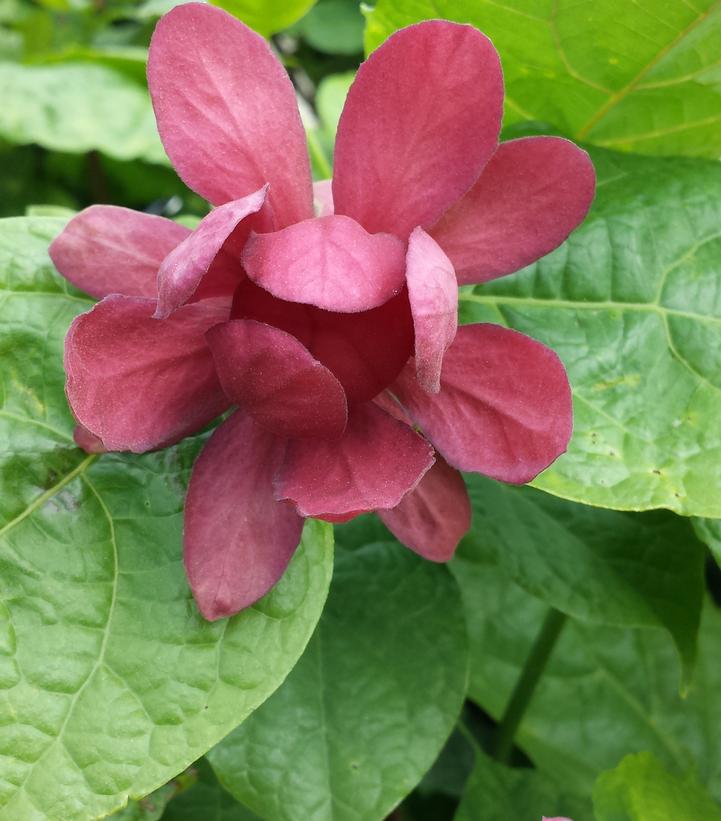 Calycanthus r. Hartlage Wine