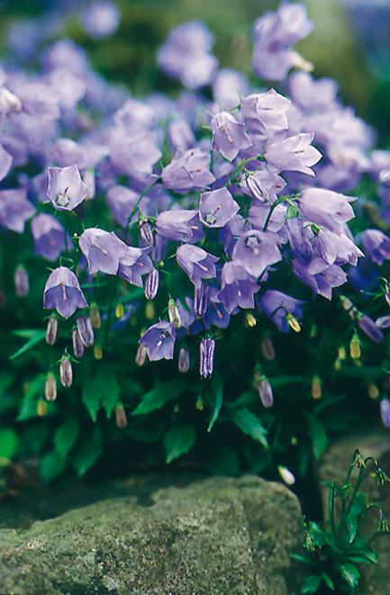 Campanula cochleariifolia 'Bavaria Blue'