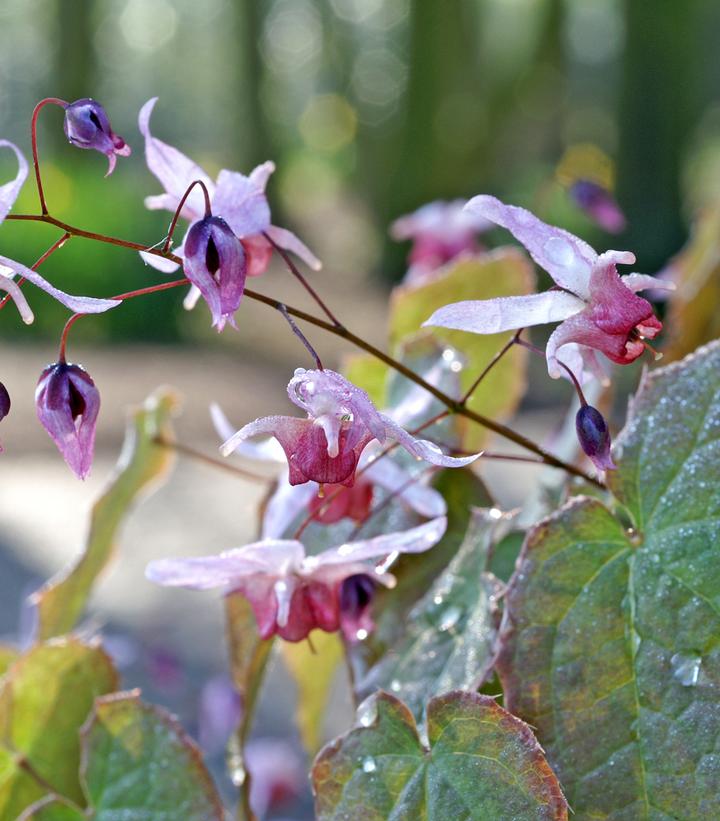 Epimedium Pink Elf