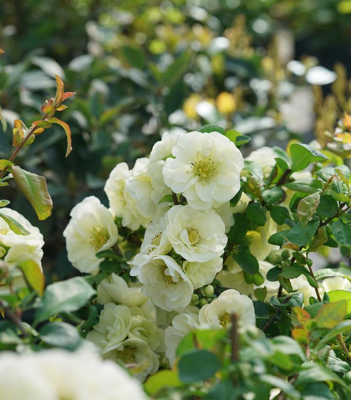 Chaenomeles speciosa Double Take Eternal White®