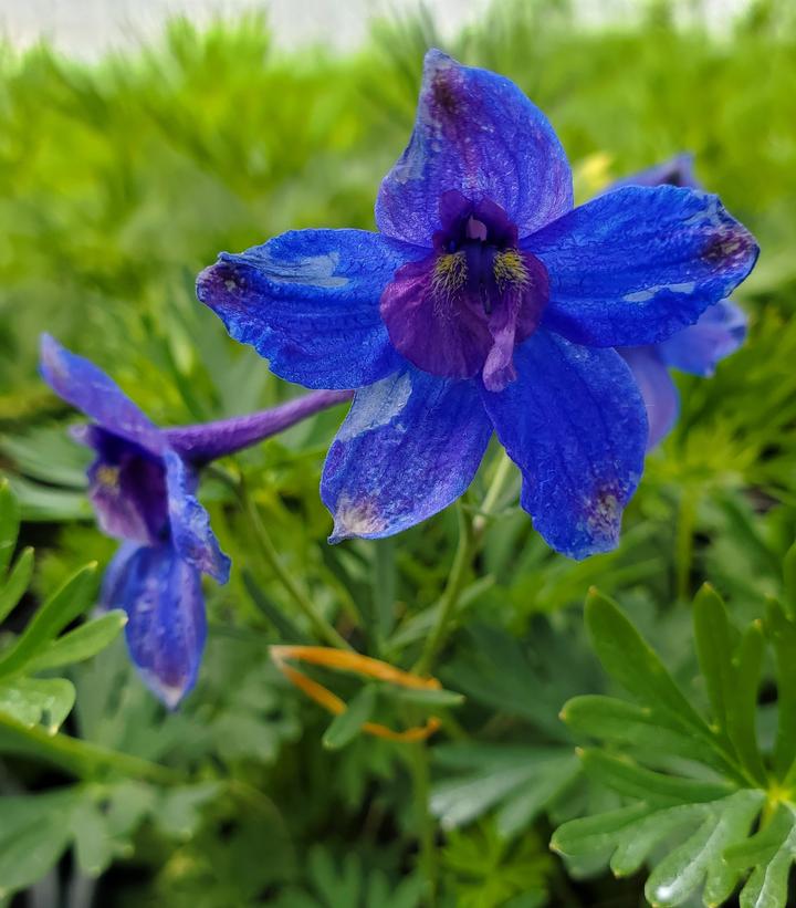 Delphinium grandiflorum Blue Butterfly