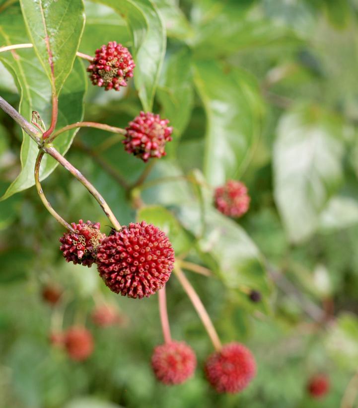 Cephalanthus occidentalis Sugar Shack®