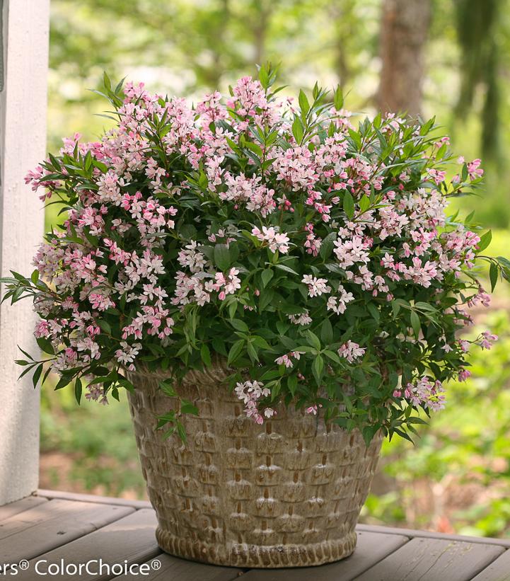 Deutzia x Yuki Cherry Blossom®