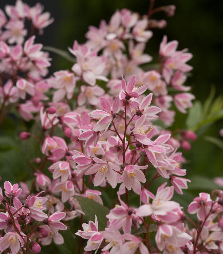 Deutzia x Yuki Cherry Blossom®