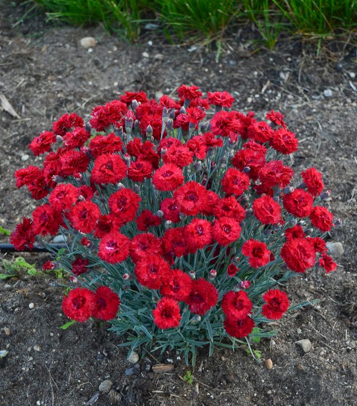 Dianthus hybrid Fruit Punch® Fruit Punch® Maraschino