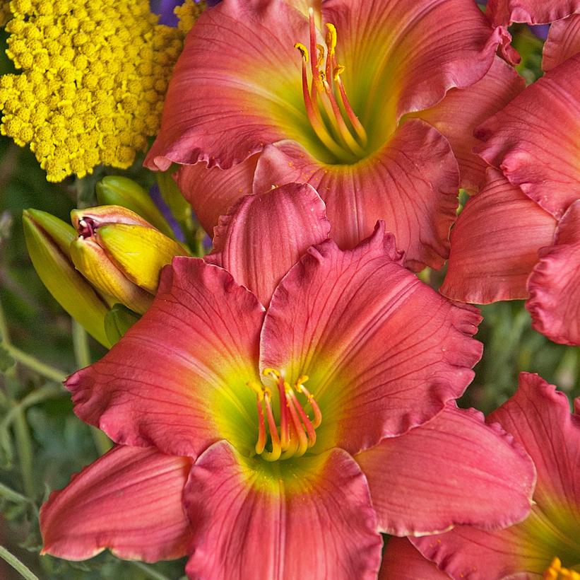 Hemerocallis Passionate Returns