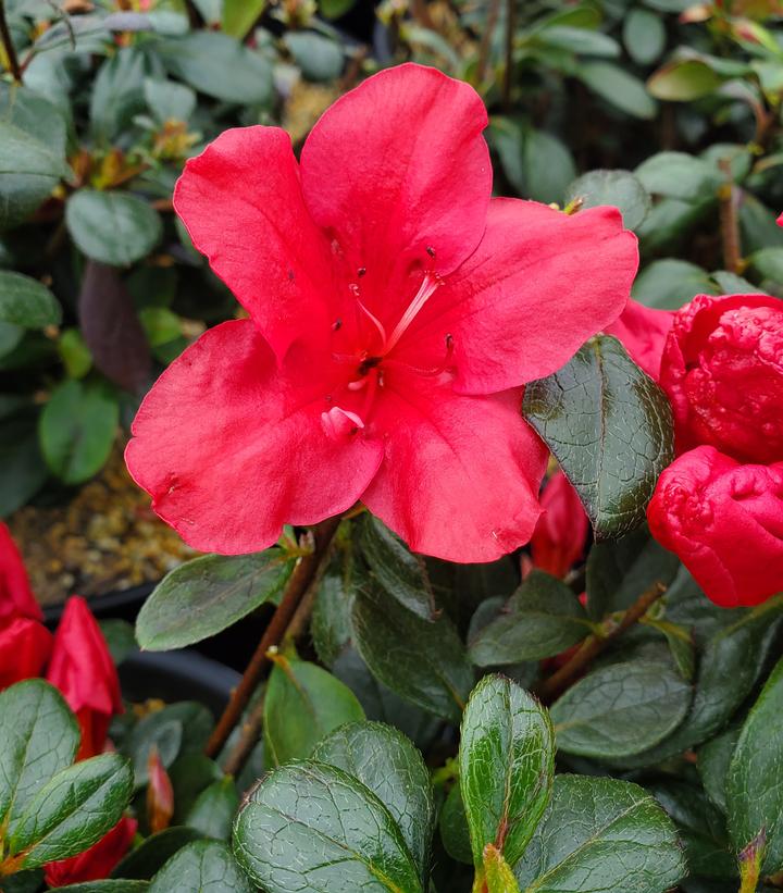 Azalea kaempferi 'Johanna'