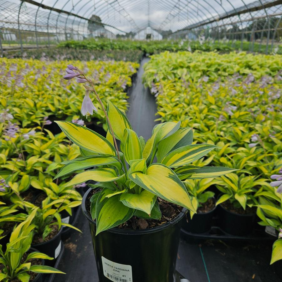 Hosta tardiana June