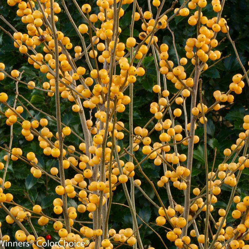 Ilex verticillata Berry Heavy® Gold