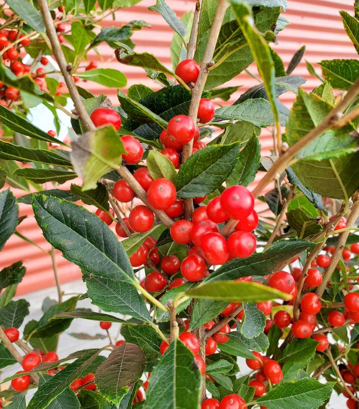 Ilex verticillata Little Goblin® Red