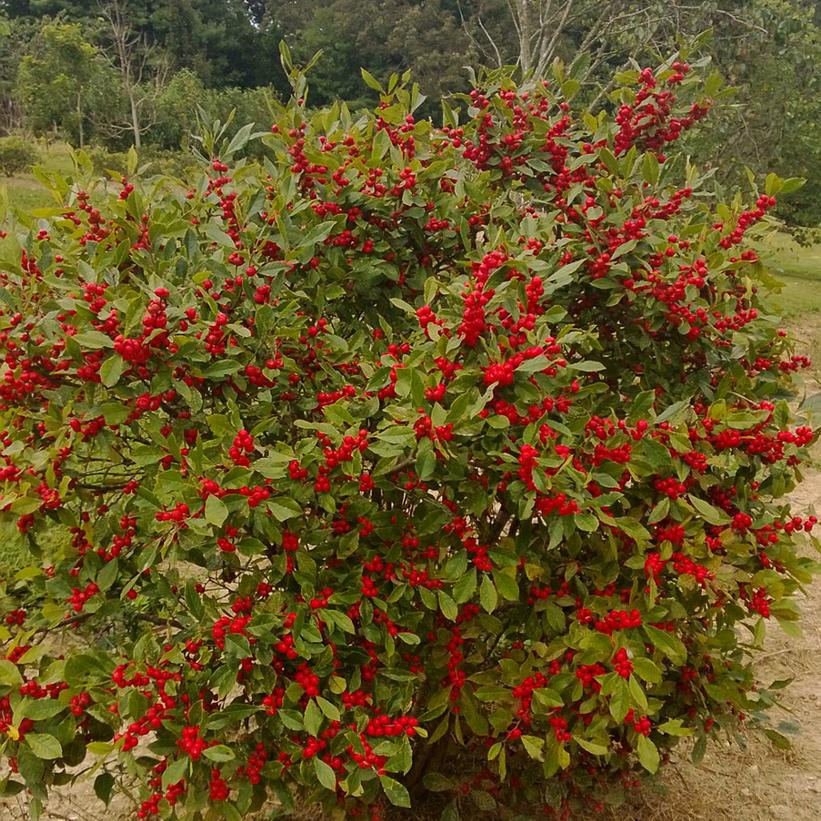 Ilex verticillata Little Goblin® Red