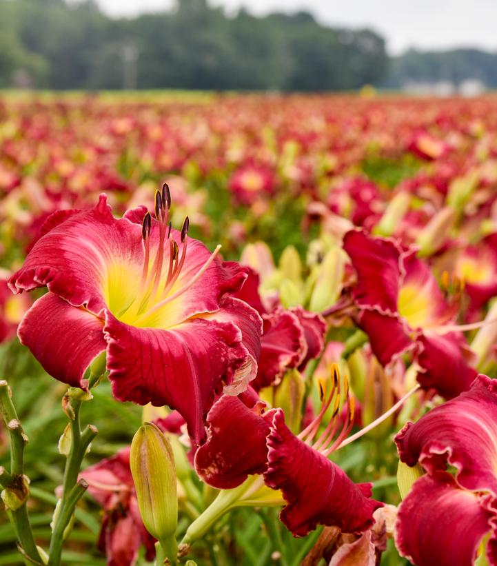 Hemerocallis RAINBOW RHYTHM® 'Blood Sweat and Tears'