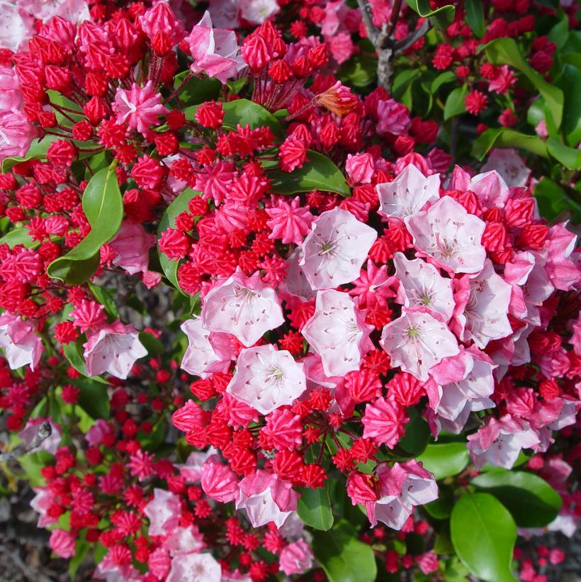 Kalmia lat. Carol