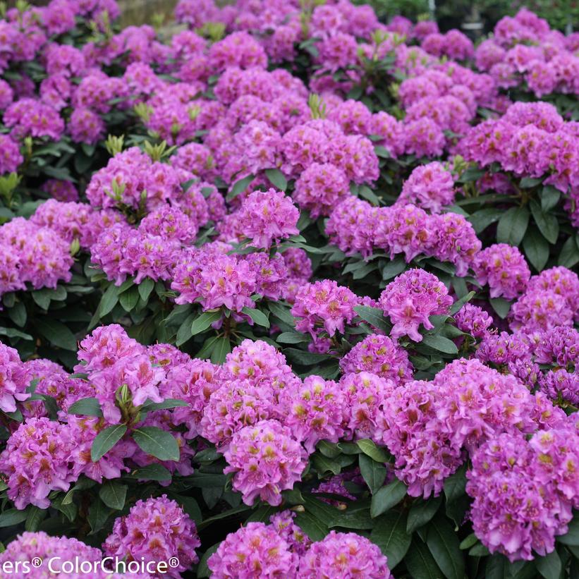 Rhododendron x Dandy Man® Purple