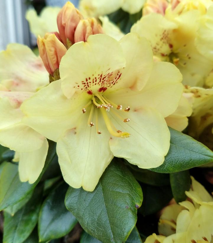 Rhododendron yak. Miyama Miyama 'Gold Prinz'