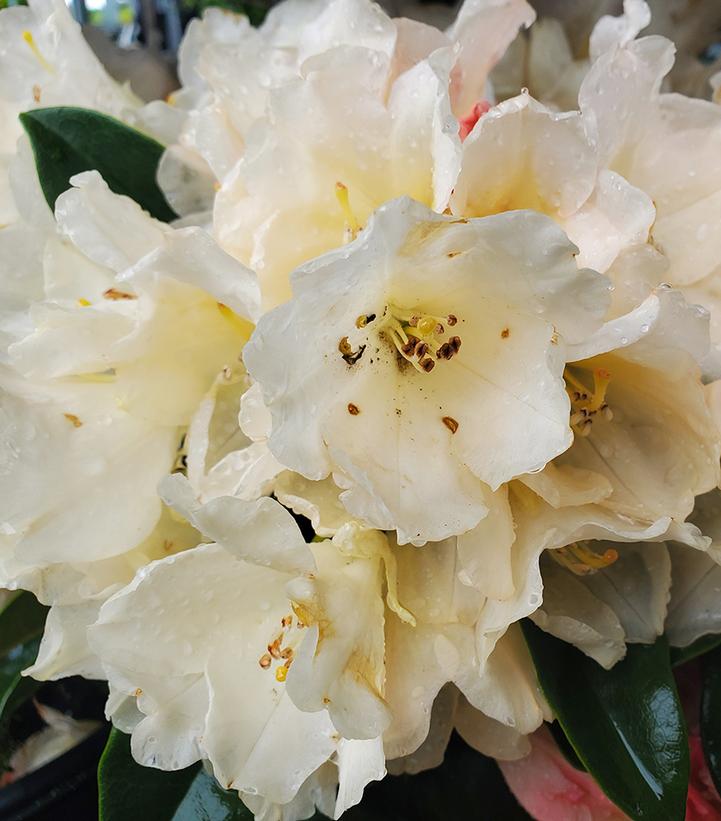 Rhododendron yak. Golden Torch