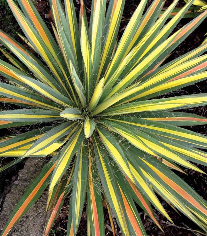 Yucca filamentosa Color Guard