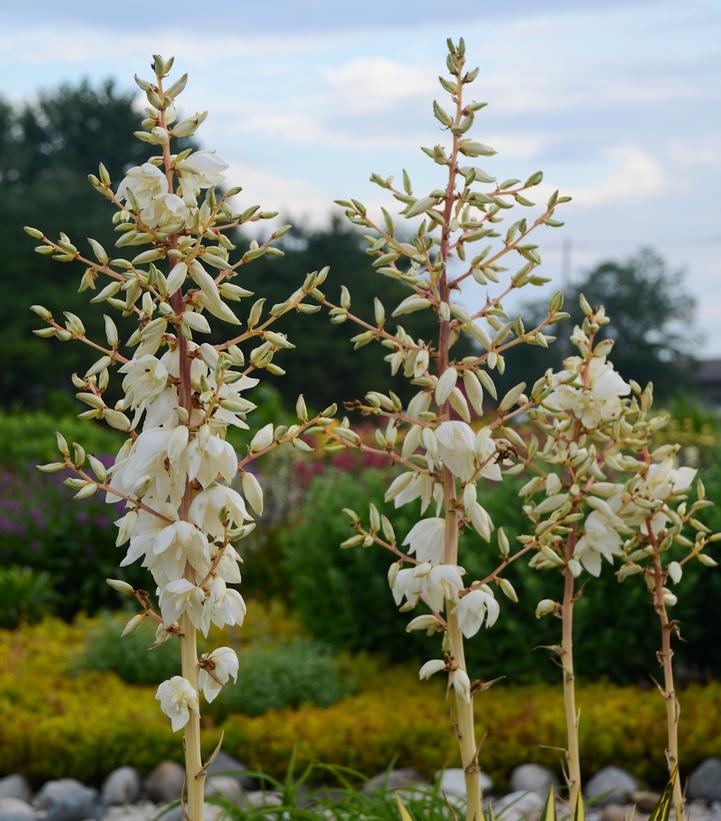 Yucca filamentosa Color Guard